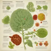 什么是细胞核和叶绿体？它们在植物中起到什么作用？