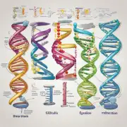 什么是DNA复制并且它的具体机制是怎样的?